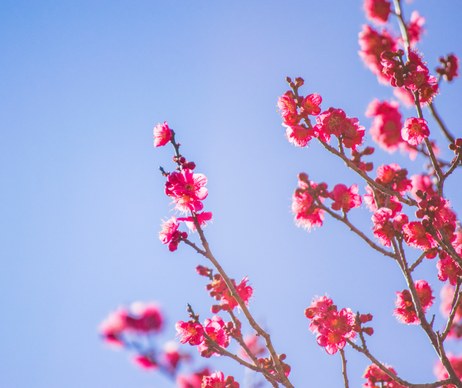 Our company will start a plum blossom Hanami tour with a photographer in February