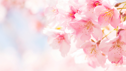 我們公司將 入住日期 從3月開始與攝影師一起進行櫻花賞花之旅！