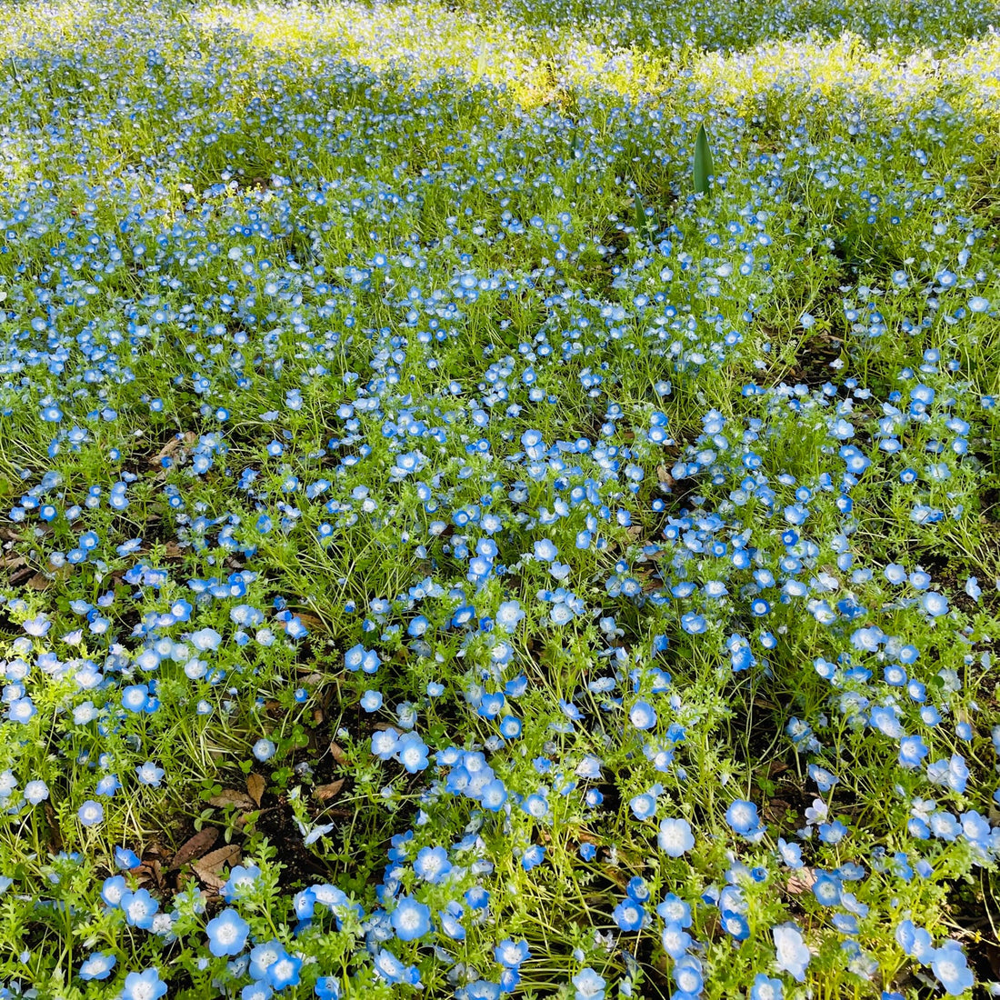 Nemophila, tulips, and dogwood are currently in full bloom in Hibiya Park